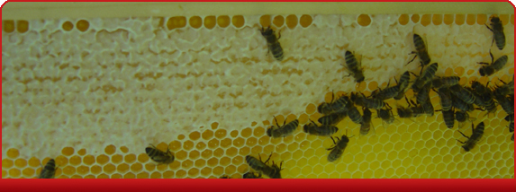 großes Bienenbild